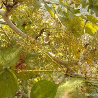 Sterculia urens Roxb.